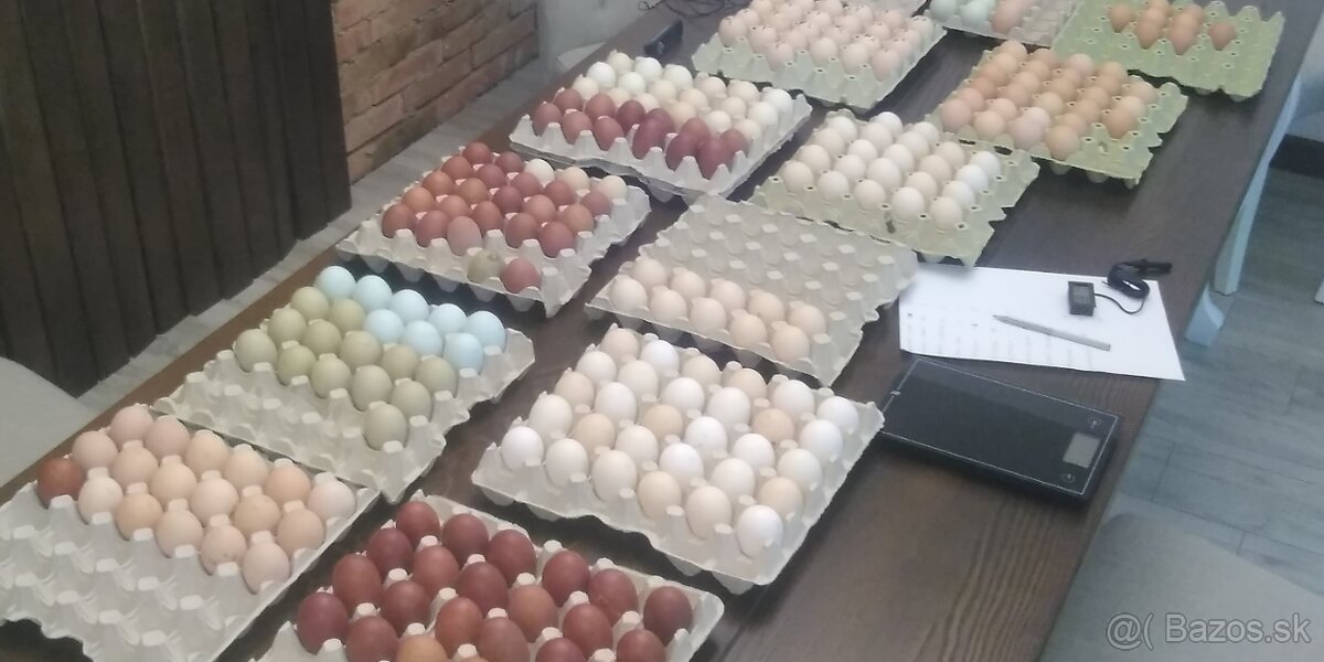 Nasadove vajcia