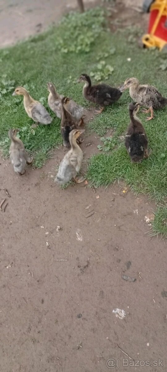 Káčatka