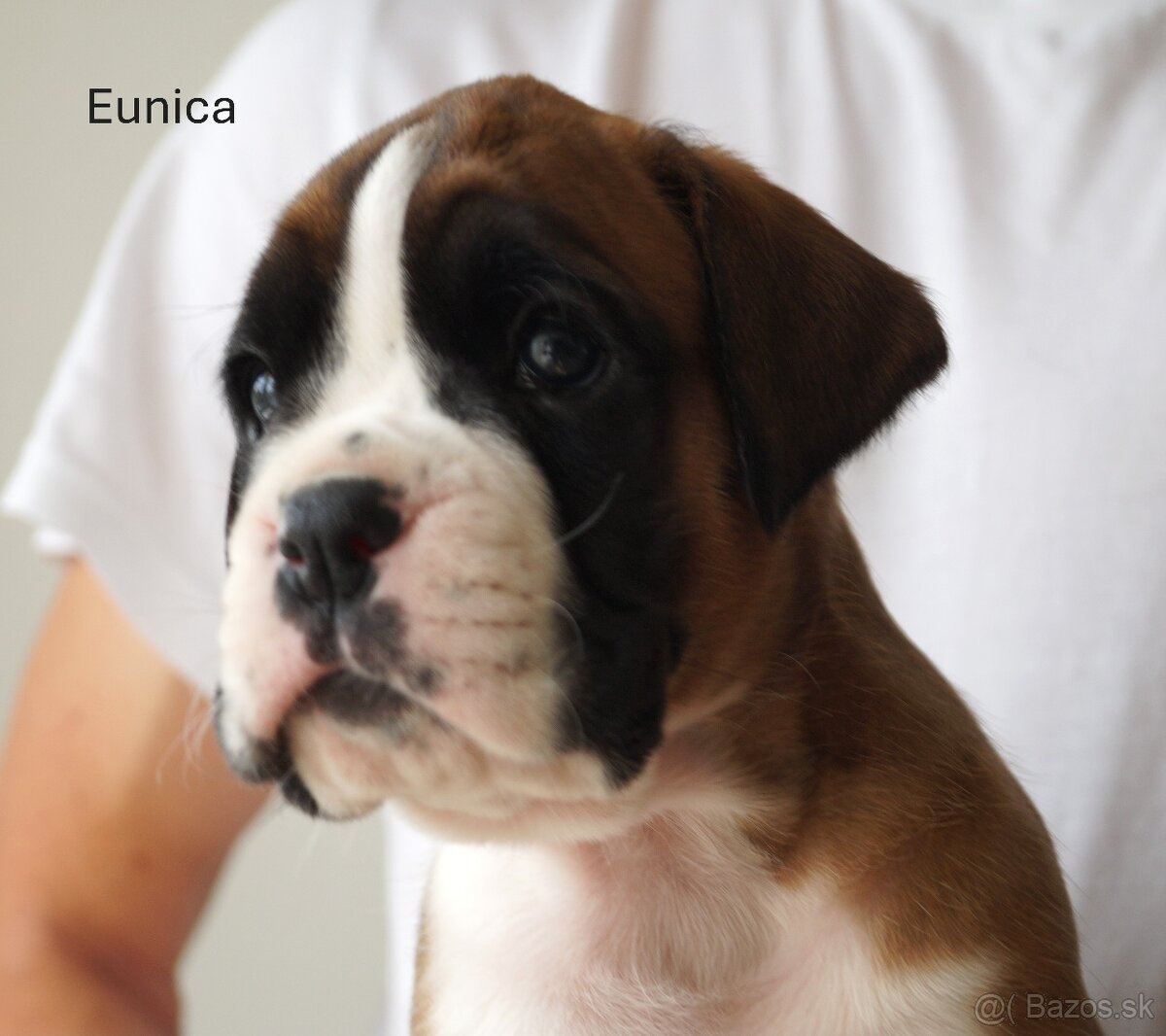 Nemecký boxer šteniatka