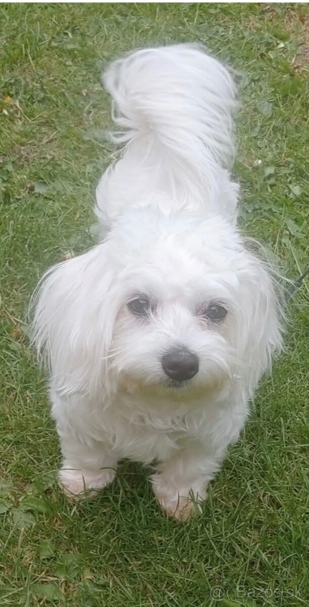 Maltezak