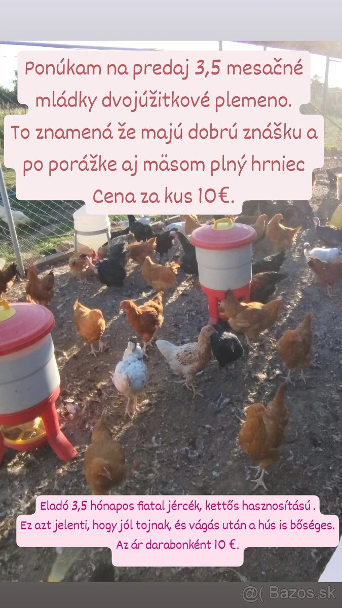Mládky - nosnice - kohúty
