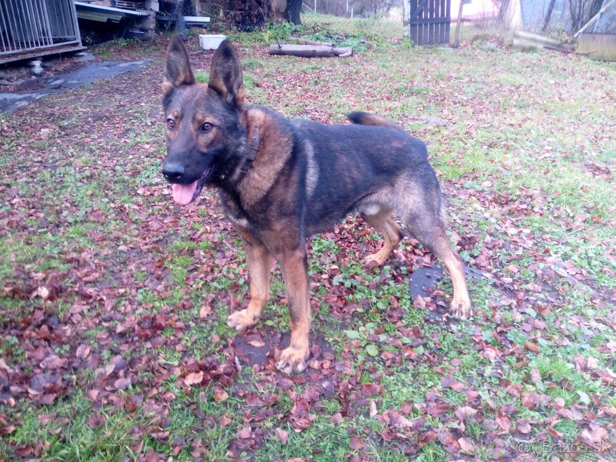 Nemecký ovčiak na predaj