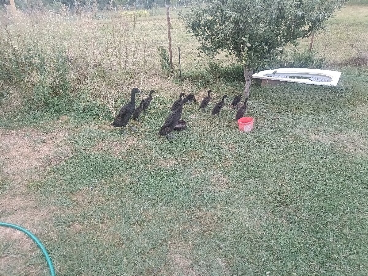 Predám káčatka indického bežca