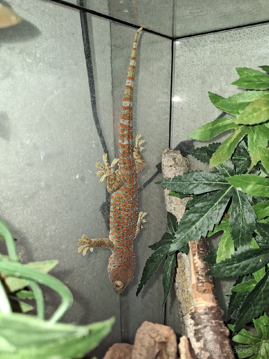 Gekón obrovsky (Gekko gecko)