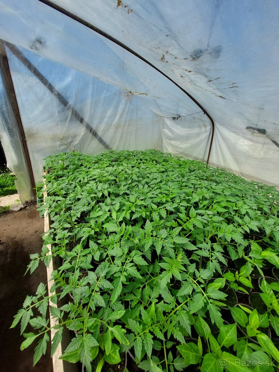 Planty paradajkové, paprikové, zelerové