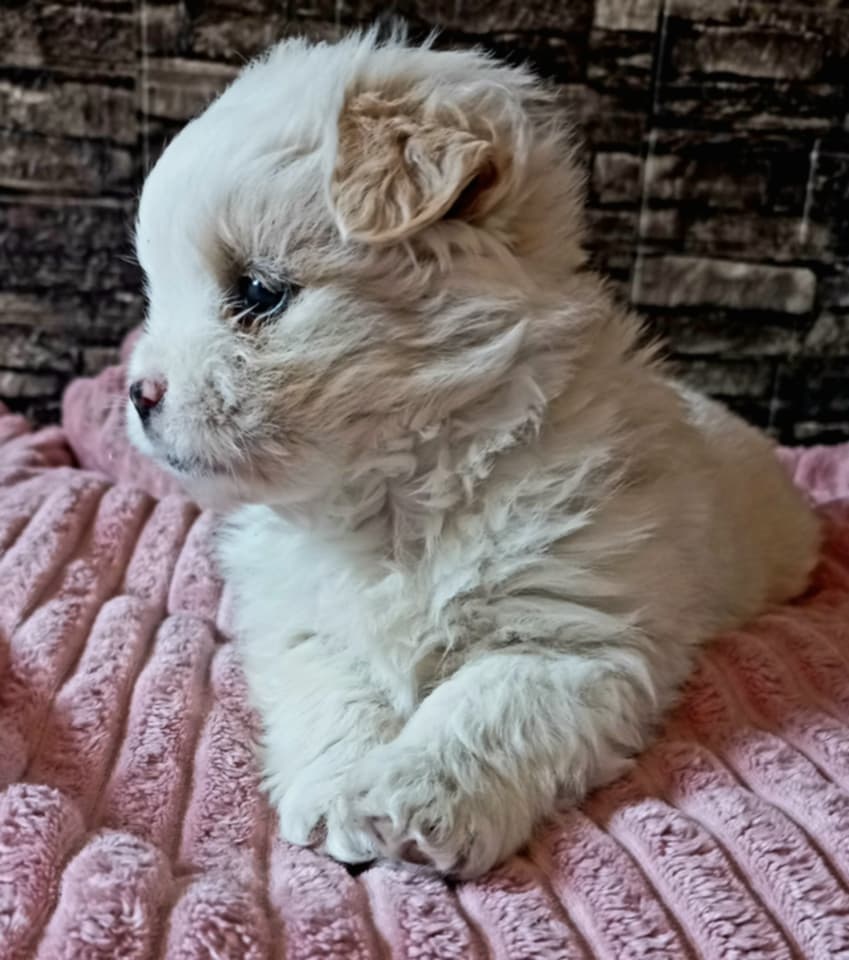 Šteniatka🥰 Maltezak