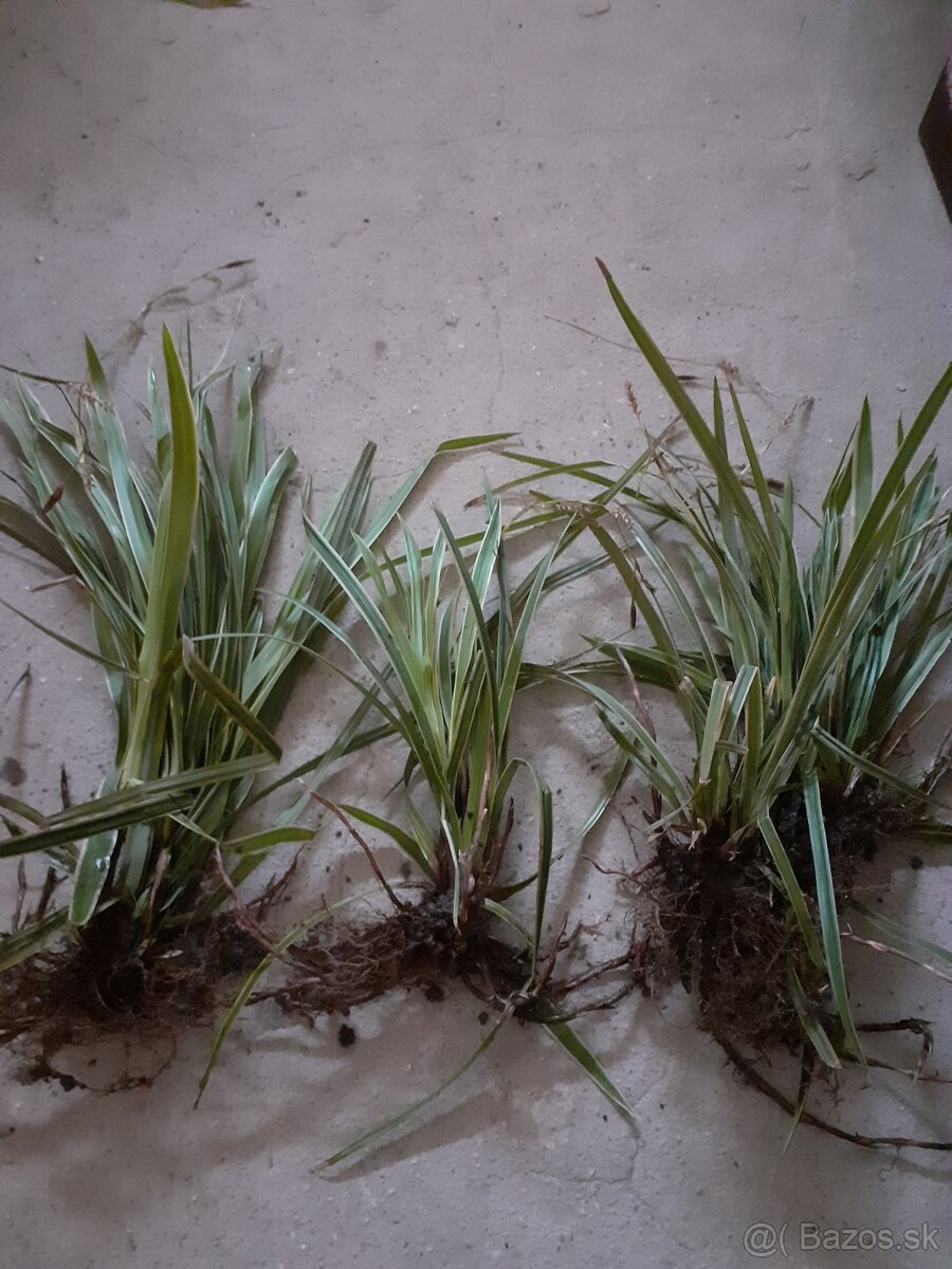 Carex okrasná tráva