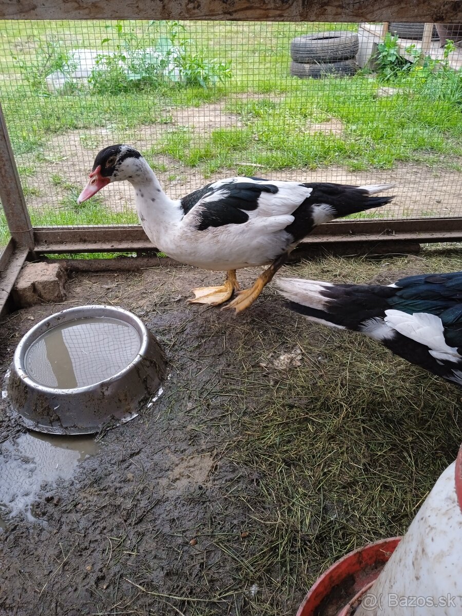 Kačica pižmova