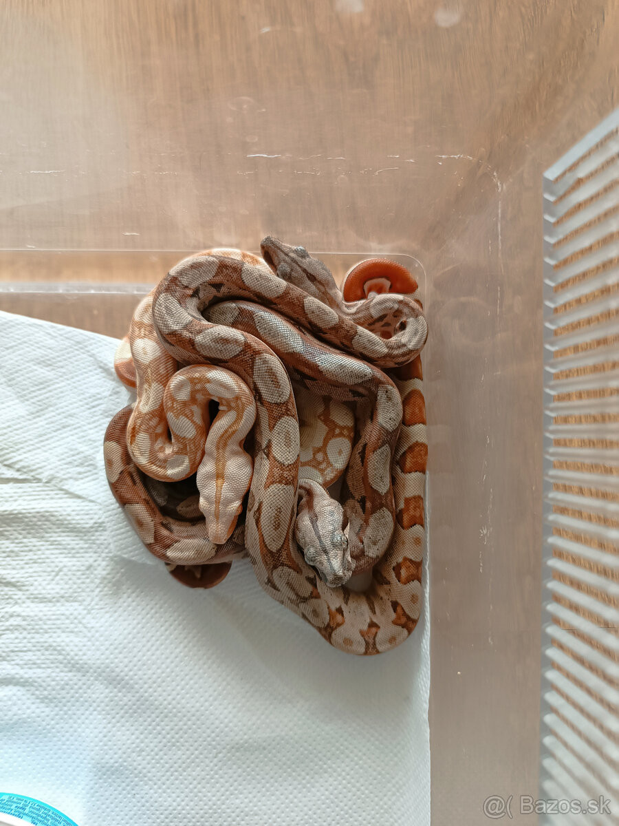 Predam Boa Constrictor