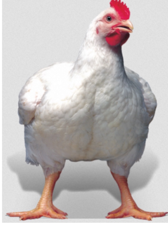 Brojler