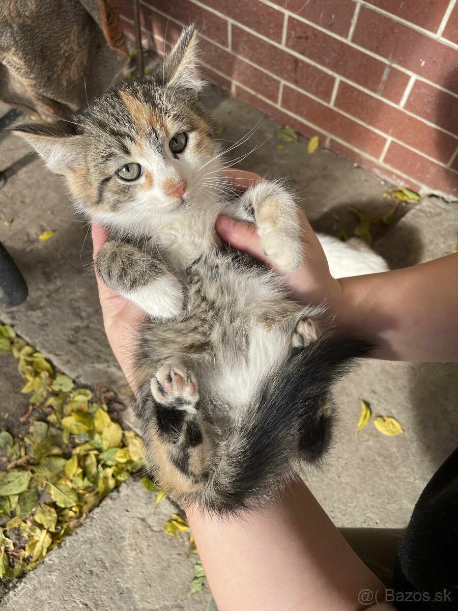 DARUJEM MAČIČKY AJ KOCÚRIKOV DO DOBRÝCH RÚK