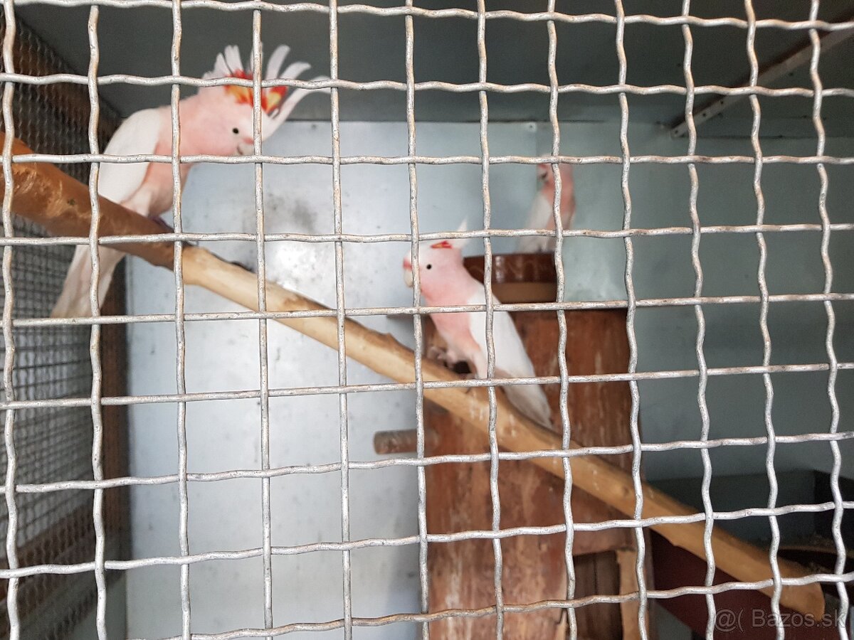 Vyměním, prodám 1.0 Kakadu inka kr 22, DNA,