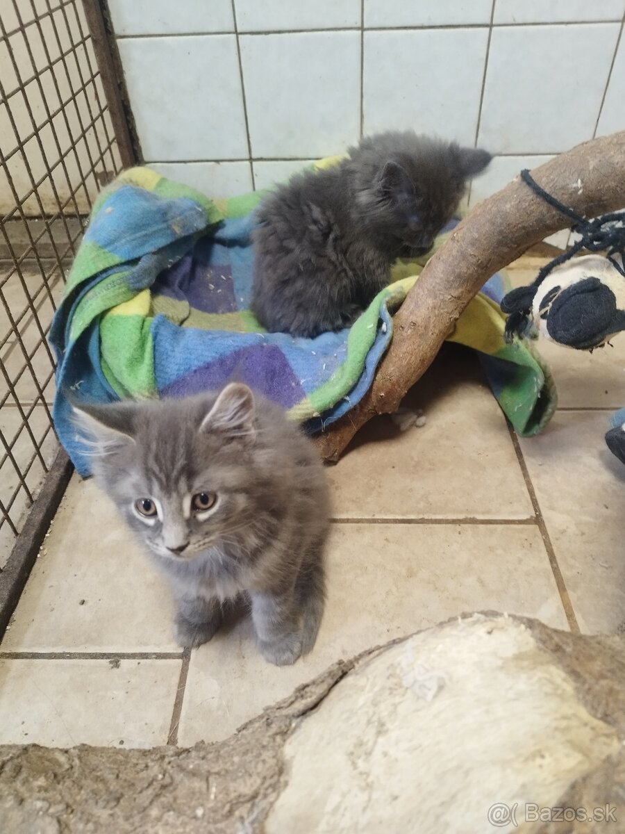 Mainska mývalia mačka