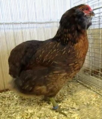 Araukana divoko sfarbená - kuriatka