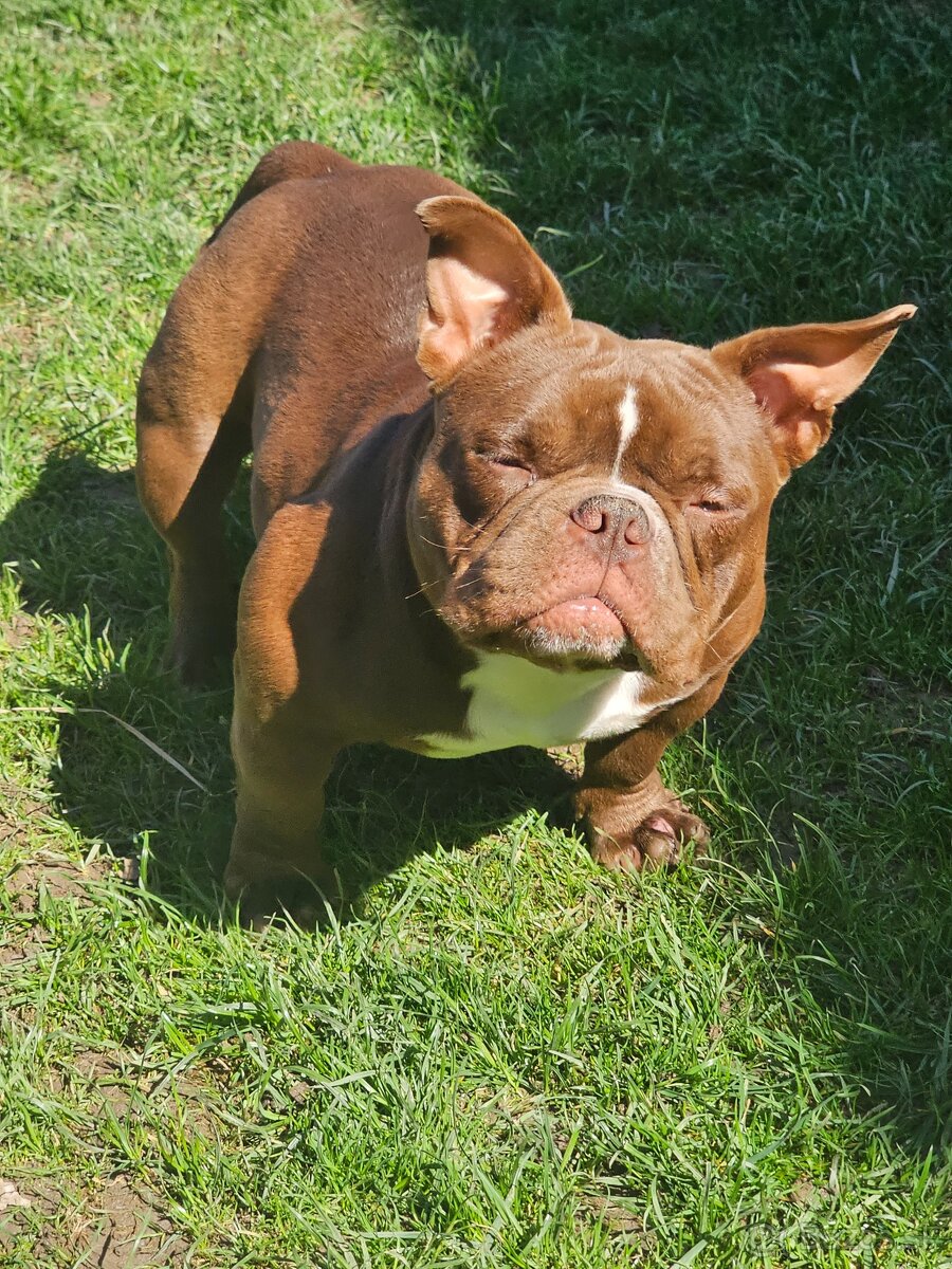 American bully nano psik aj fenka