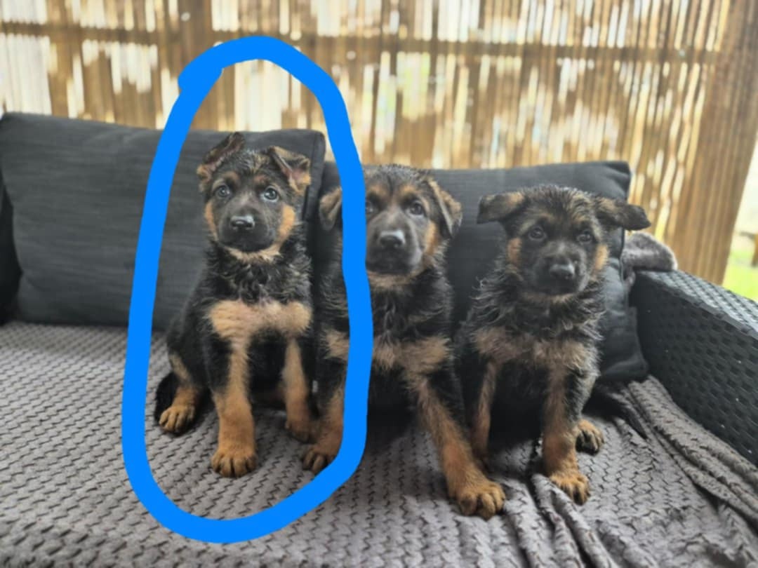 Nemecký ovčiak steniatka