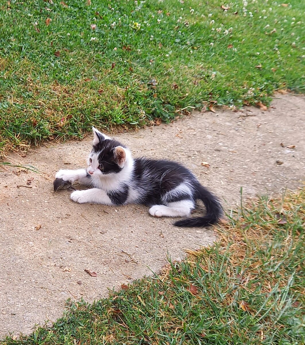 maciatka
