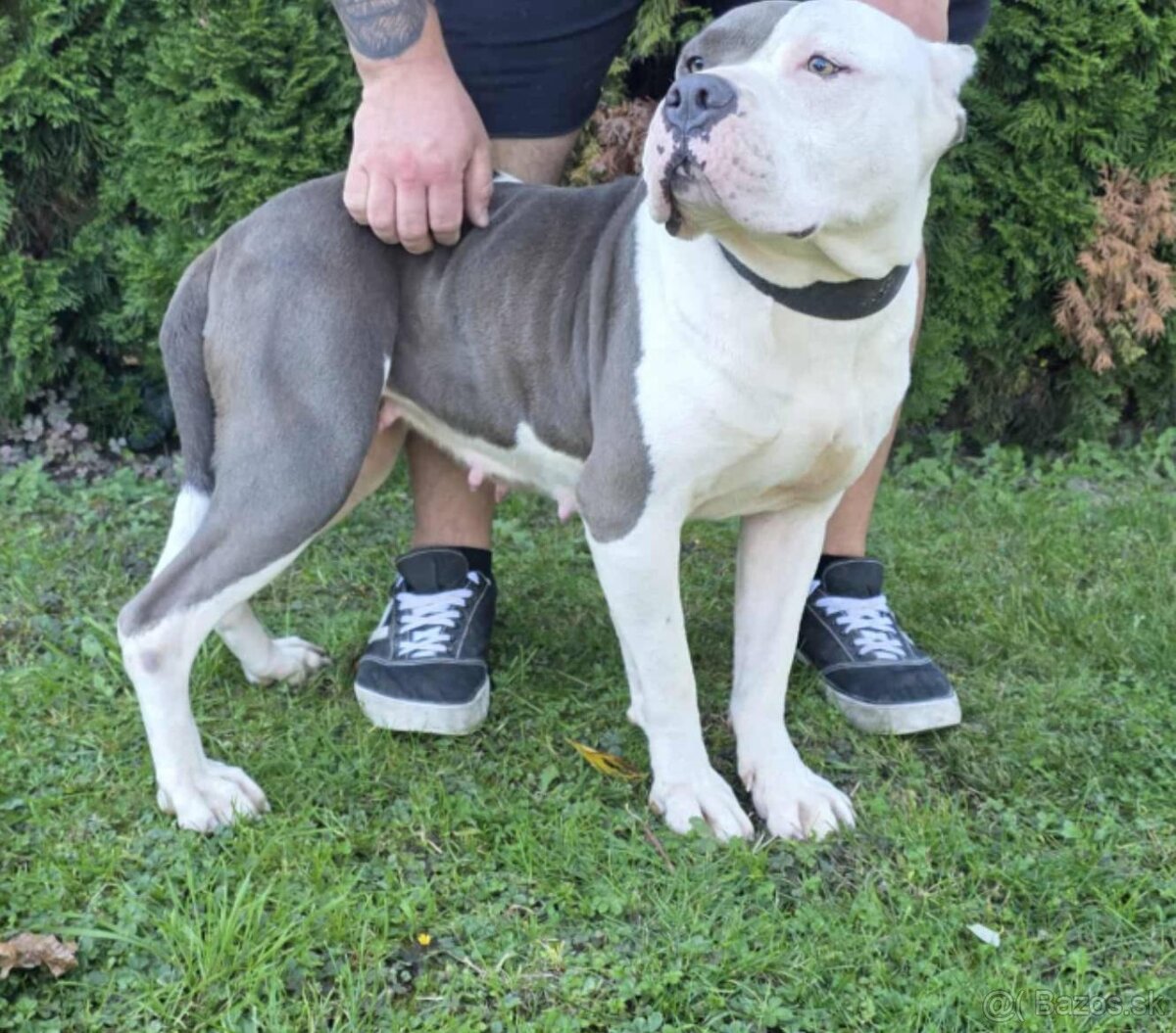 American Bully