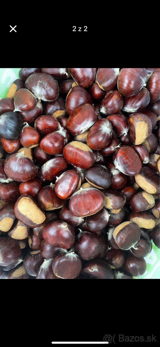 Jedlé domáce gaštany