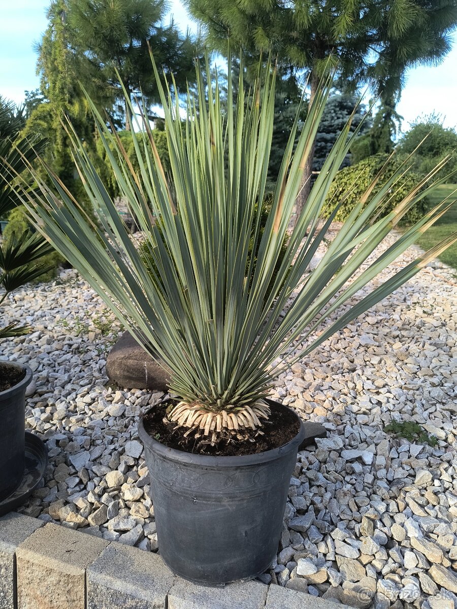 Yucca rostrata