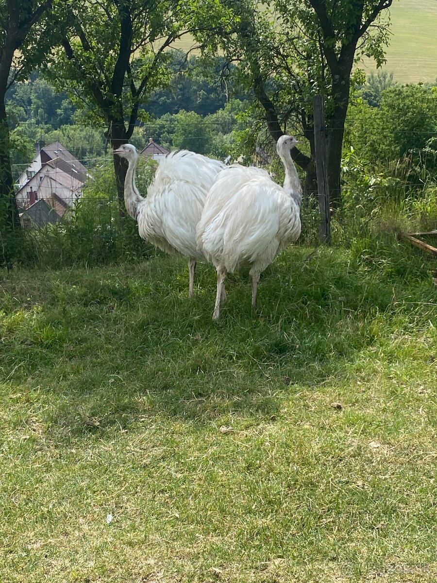 Nandu pampový