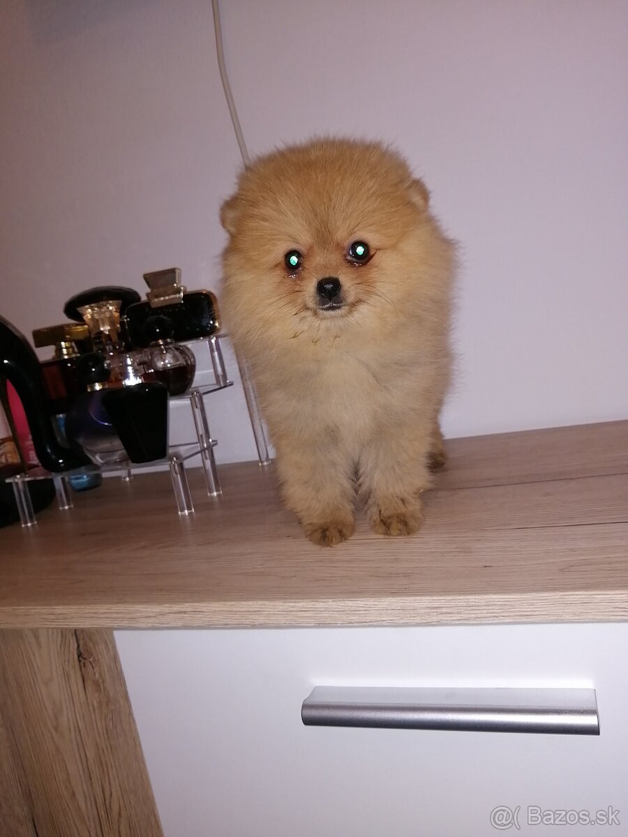 Nemecký špic trpasličí, pomeranian
