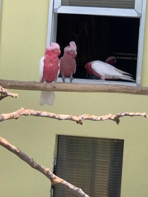 Kakadu ružový lutino