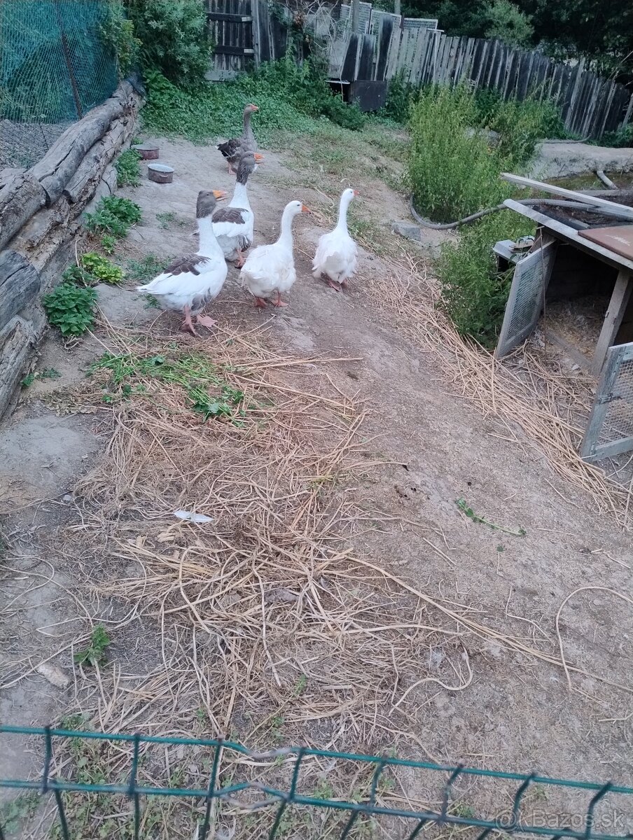 Predám husky
