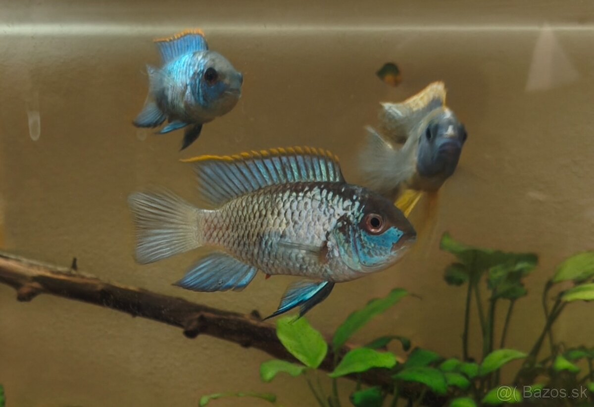 Cichlidy