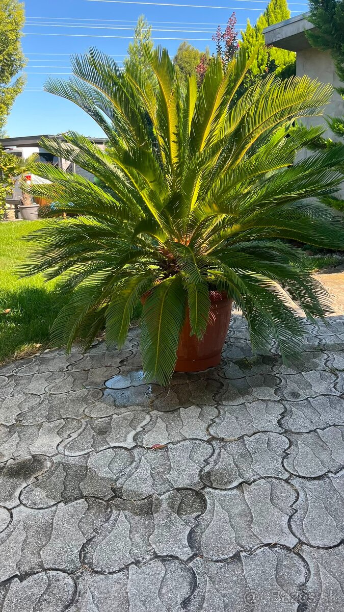 Predám palma Cycas revoluta