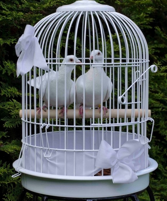 svadobné holuby