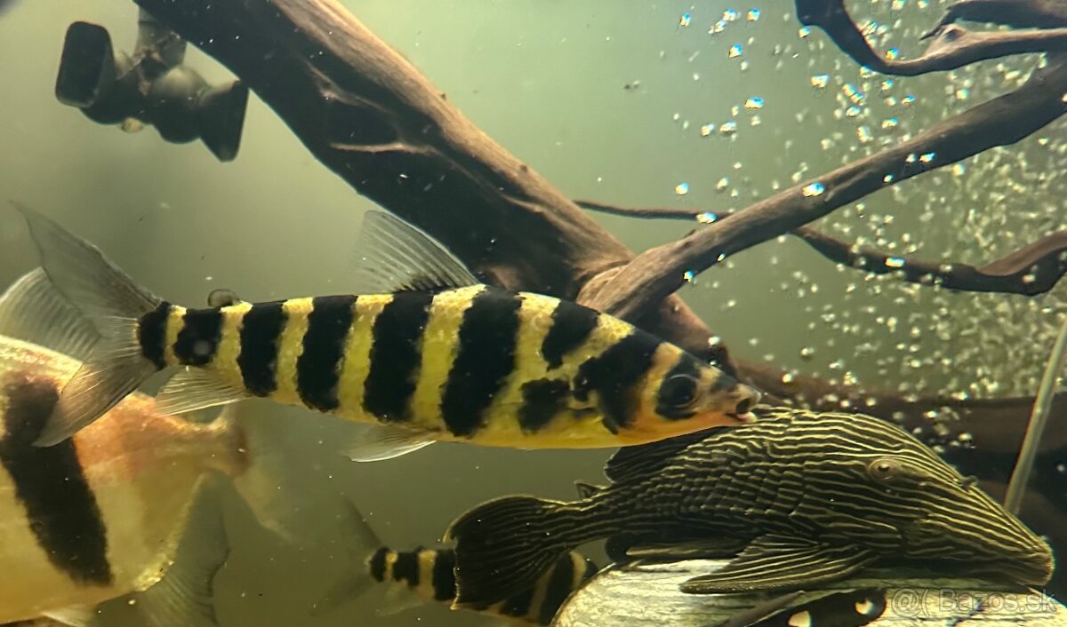 Leporinus