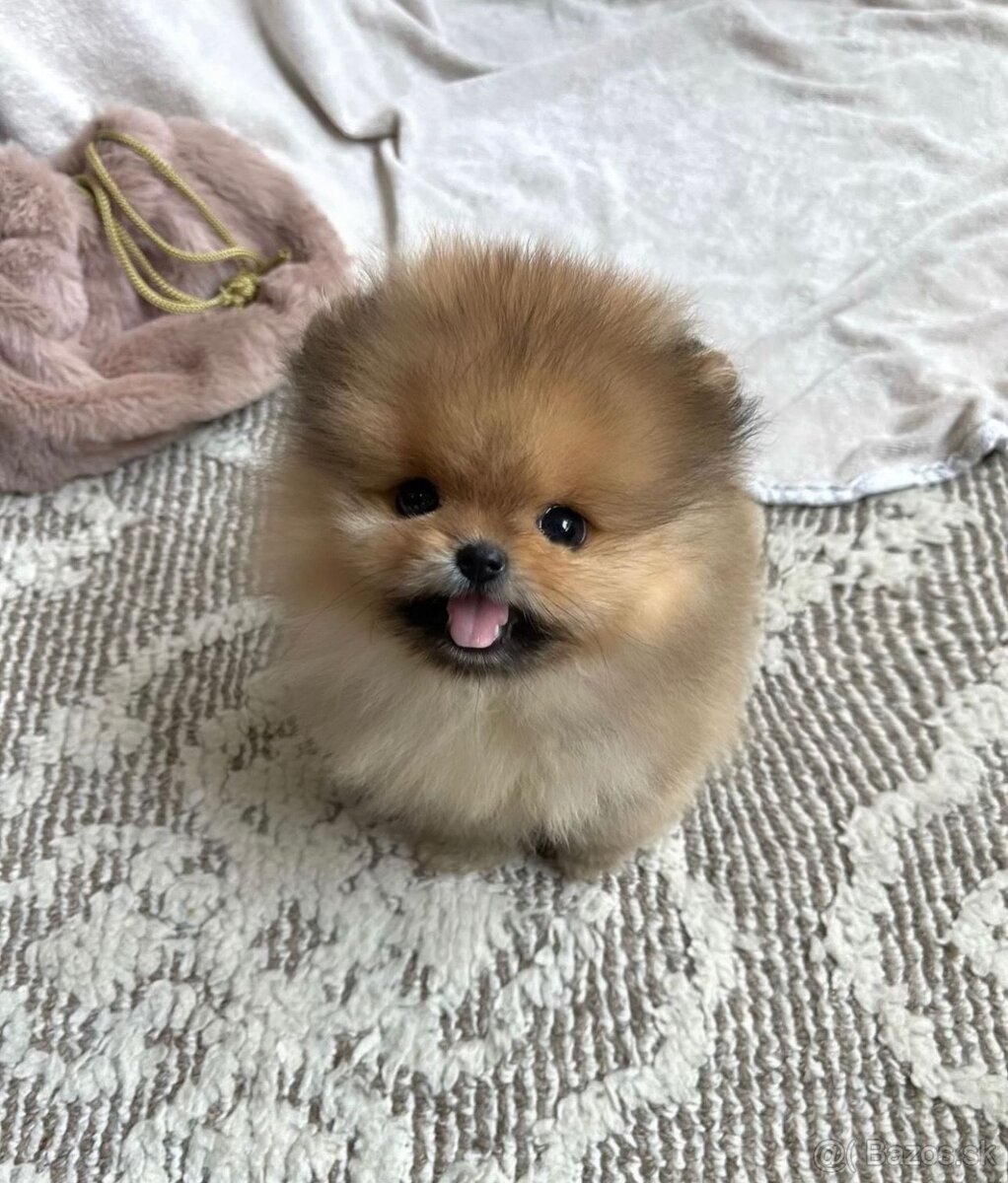 Pomeranian - trpasličí špic