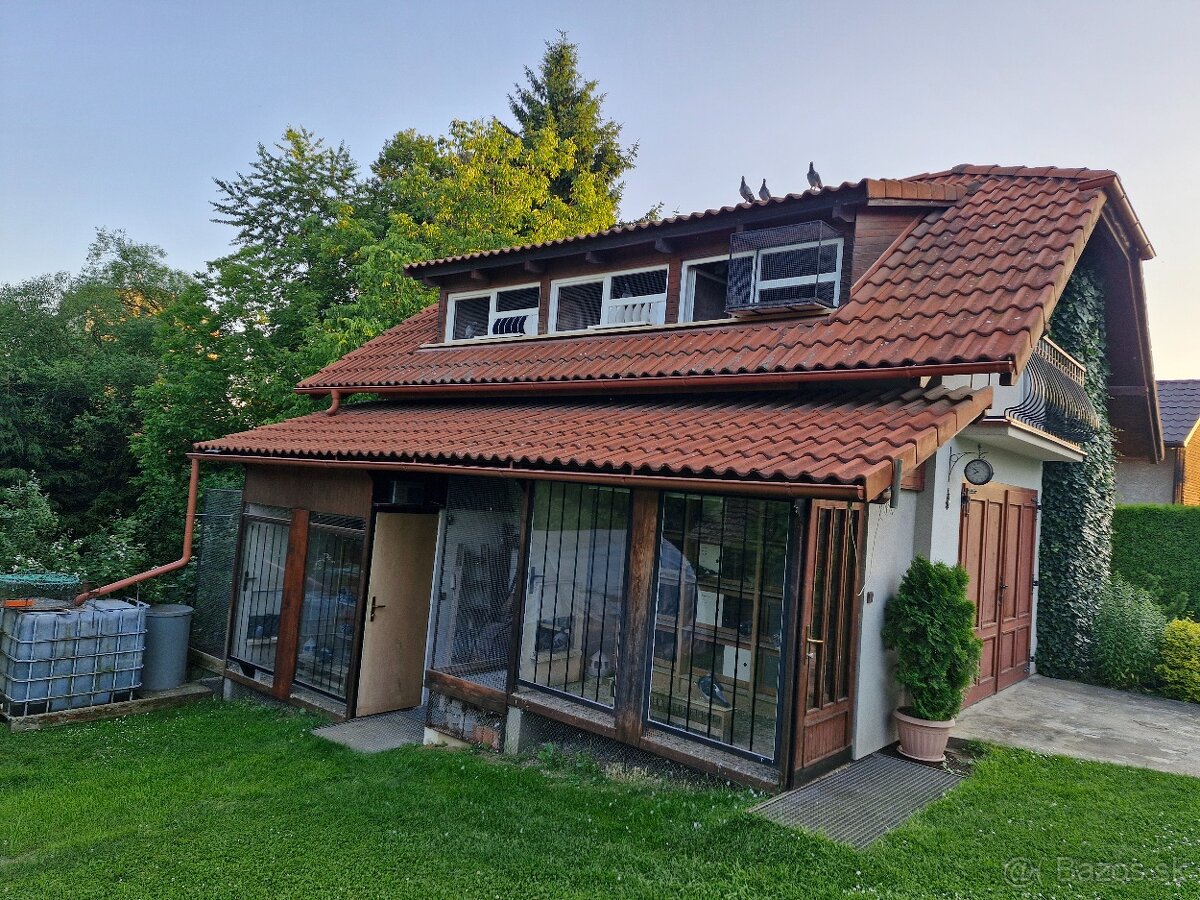 Mladé poštové holuby