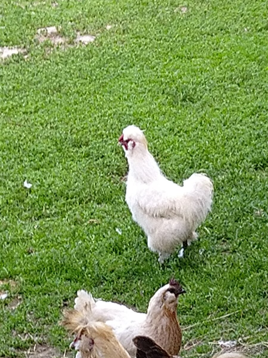 Hodvabnička kohut