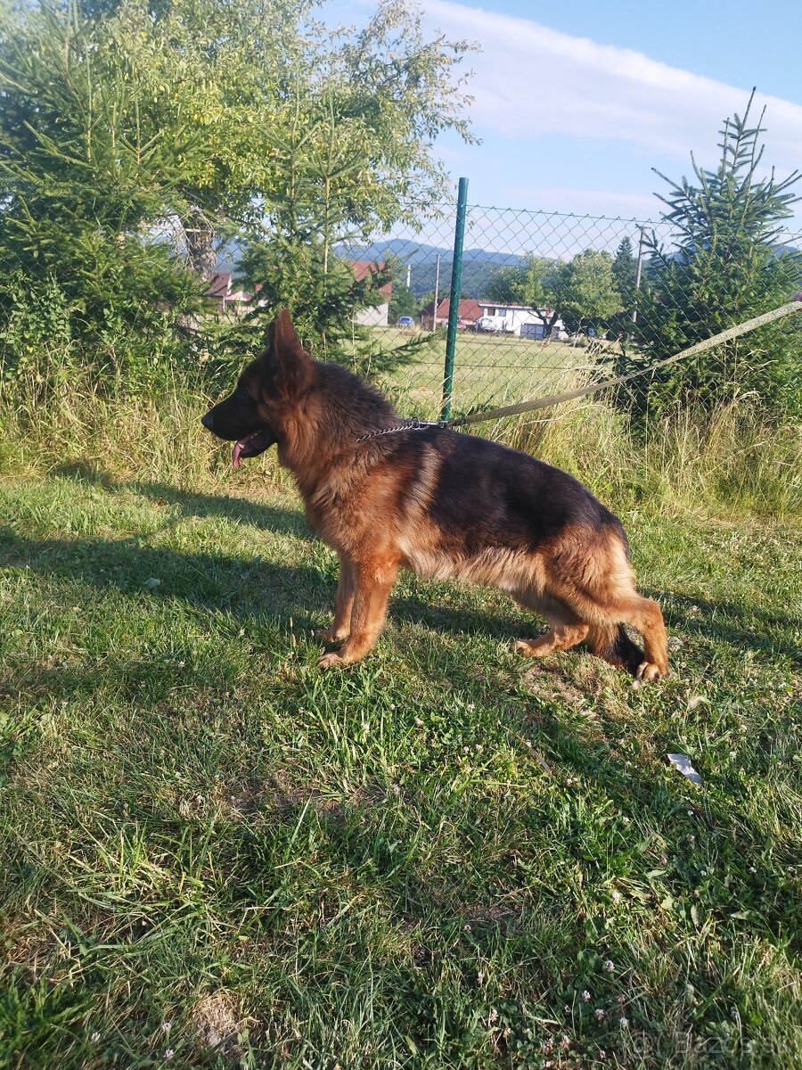 Nemecký ovčiak sPP