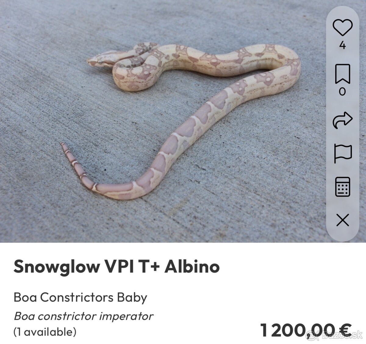 Veľhad kráľovský/ Boa constrictor