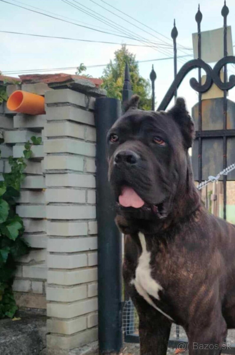 Cane Corso krytie