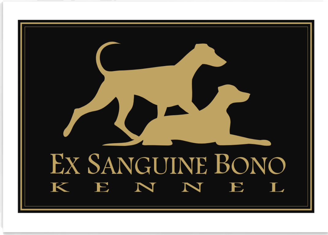 DOBERMANN šteniatka s P.P.