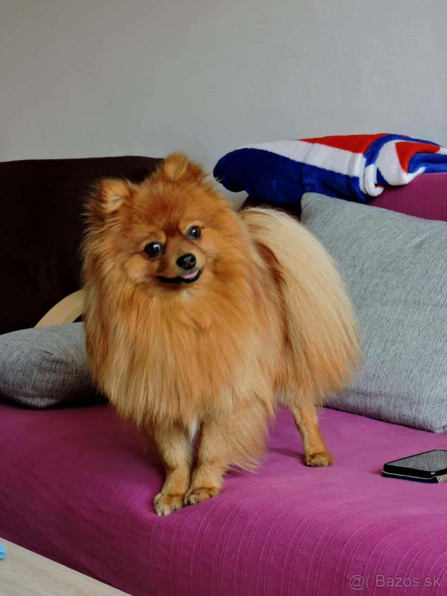 Pomeranian ( krytie)