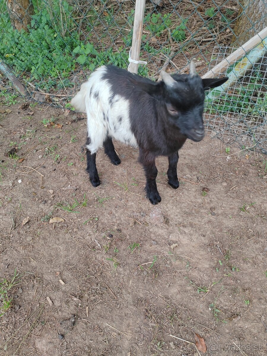 Holandský mini capko