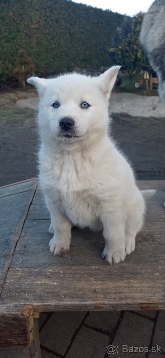 šteniatka Sibírsky Husky