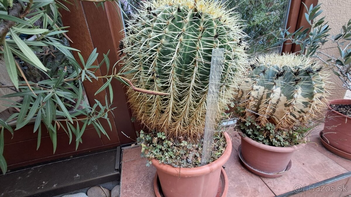 Kaktusy na predaj