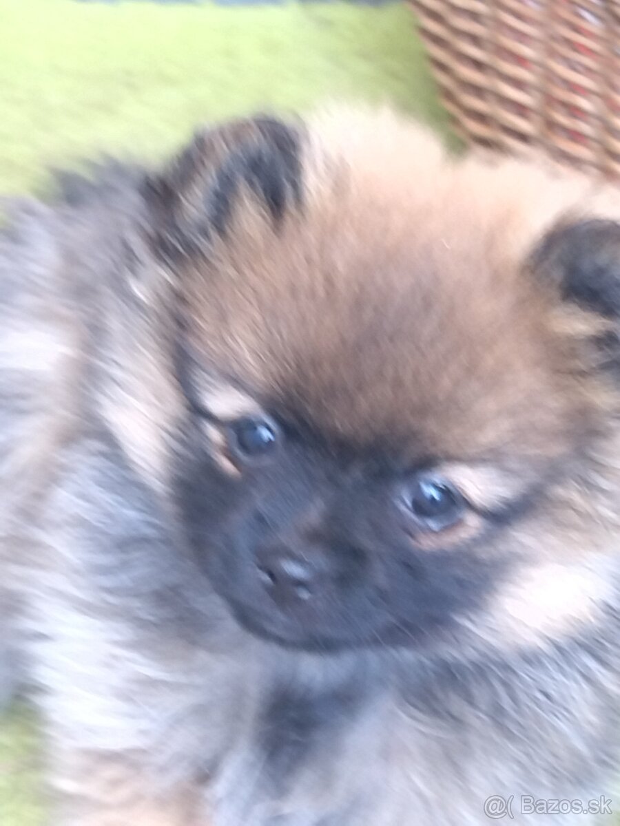 Pomeranian predaj