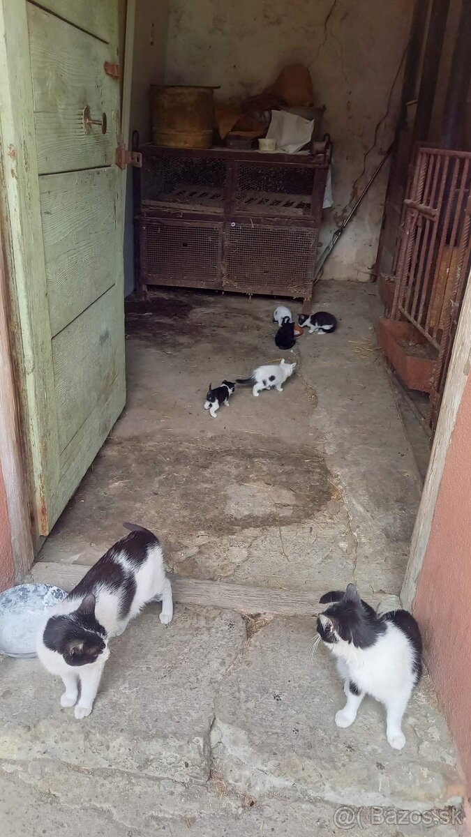 Darujeme mačiatka