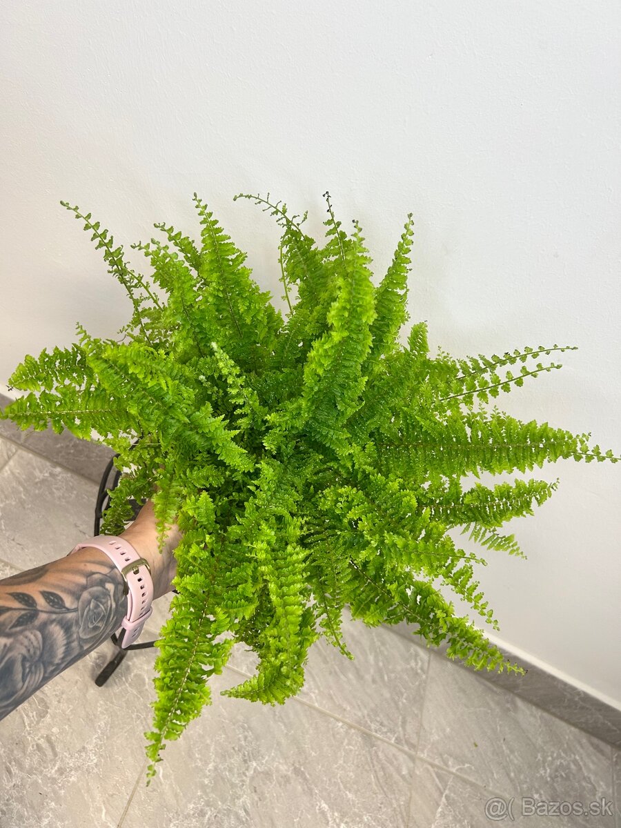 Nephrolepis exaltata Vitale papraď