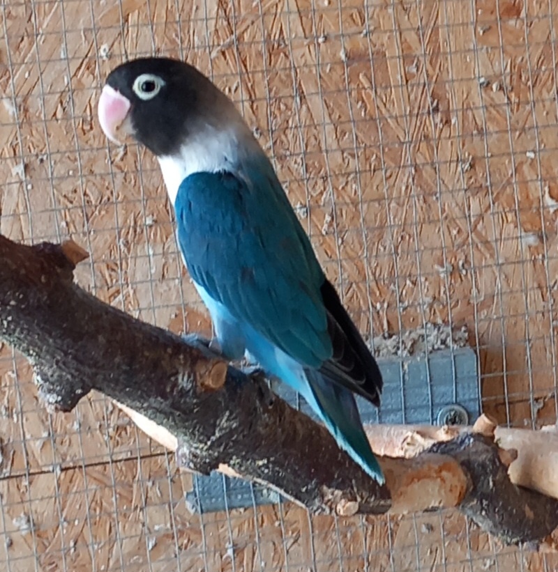 Agapornis škraboškový - samica
