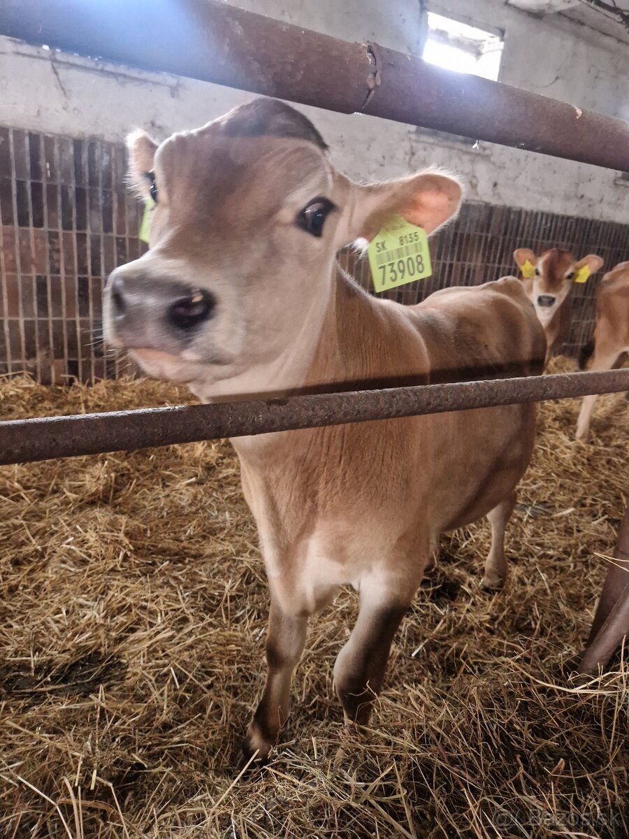 Jersey býk