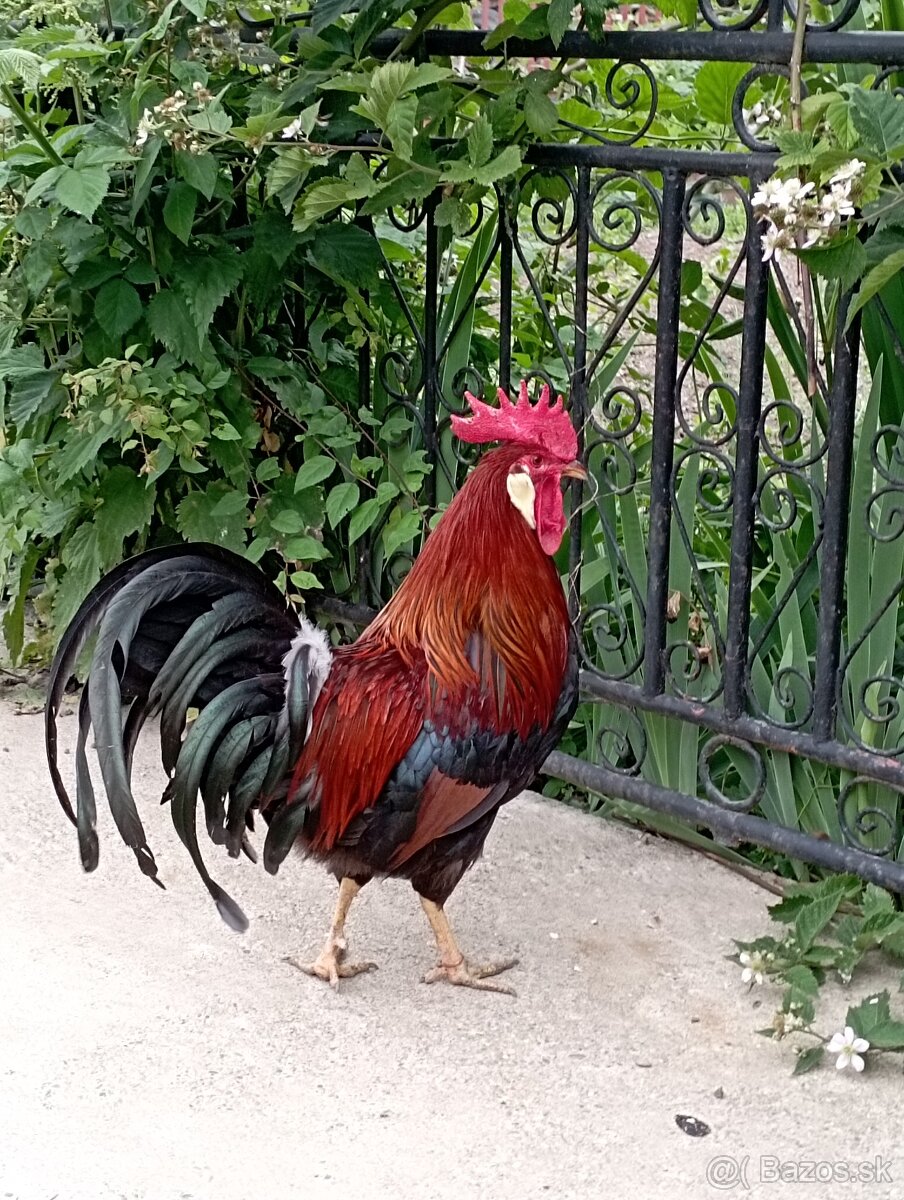 Domace vajicka