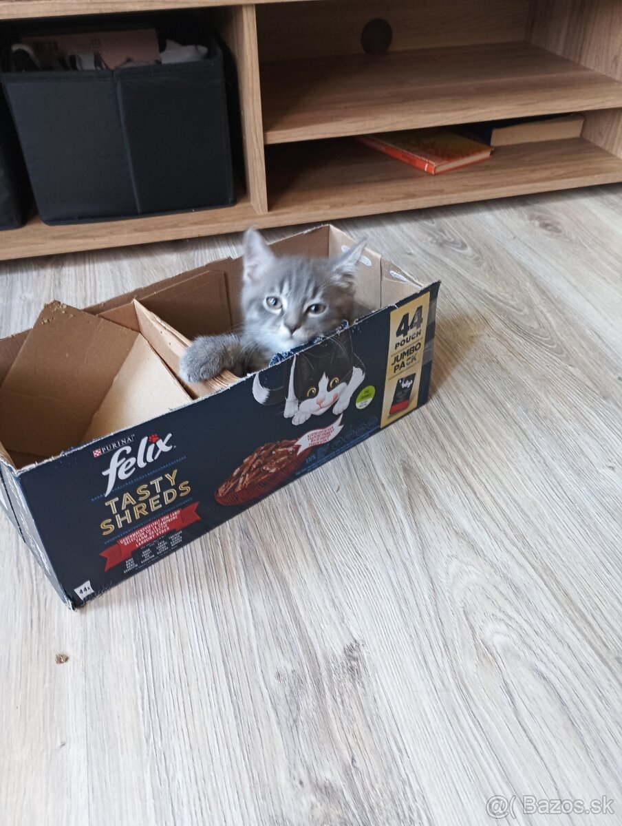 Britské mačiatka